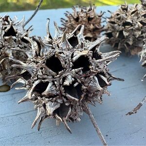 Witches Burrs